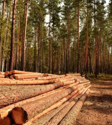 Понад 1,3 мільйона гривень за шкоду довкіллю отримає Мукачівська міська тергромада