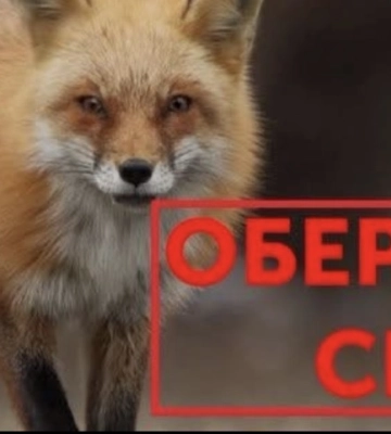 У селищі Високий на Харківщині підтвердили випадок сказу: запроваджено карантин