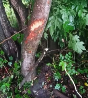 На Волині неповнолітній хлопець і дівчина на мотоциклі врізалися у дерево