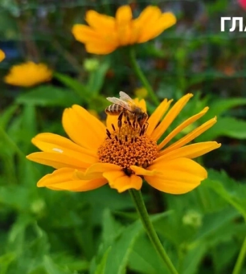 До +35° і короткочасні дощі у західних областях: прогноз погоди на 2 серпня