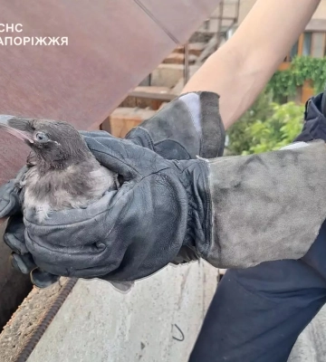 У Запоріжжі рятувальники визволили з пастки пернатого дворового улюбленця, - ДСНС