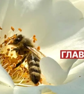 В Україні з'явився мед нового врожаю: скільки коштує літр