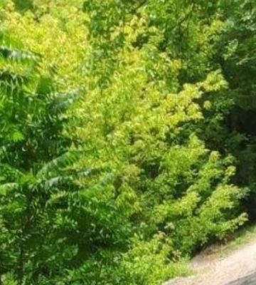 Скрытую базу бензовозов под оккупированным Симферополем нашли партизаны