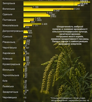Сезонный аллерген: где в Украине растет больше всего амброзии — инфографика