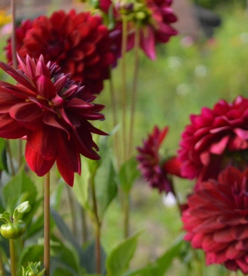 Погода у Львові на середу, 5 серпня
