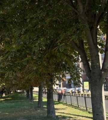 У центрі Полтави вперше лікують каштани від мінуючої молі за допомогою ін'єкцій