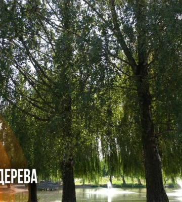 Спека і міська зелень: як у Рівному рятують насадження (ВІДЕО)