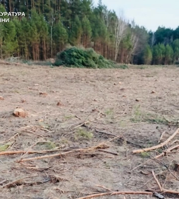 Голова громади на Волині дала дозвіл на незаконну рубку лісу на мільйони, – прокуратура 