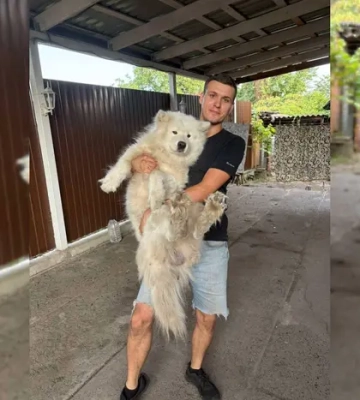«Нова пошта» знайшла собаку, якого працівники вигнали з відділення у спеку