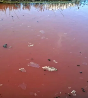 Видео: в Одесской области из-за жары покраснели водоемы Тузловских лиманов