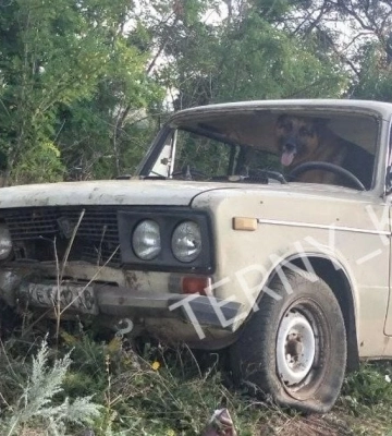 У Кривому Розі водій авто вилетів у кювет і заявив, що за кермом був пес