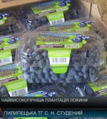 Найвисокогірніша лохина України росте на Закарпатті: унікальна плантація в Карпатах вже стала туристичною родзинкою (відео)
