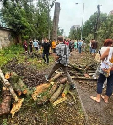 Вырубке деревьев на Теремках: в КГГА ищут компромисс