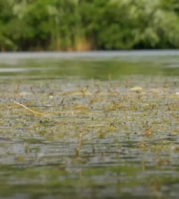 Холероподібний вібріон виявили одразу в 7 водоймах Дніпропетровщини: повний перелік