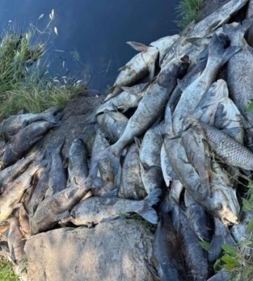 На Київщині зафіксовано масовий мор риби: влада Борщагівки звернулася до жителів