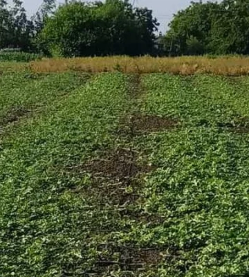 Врожайність — 80 тонн з гектара. Фермер з Вінниччини вирощує популярну сільгоспкультуру