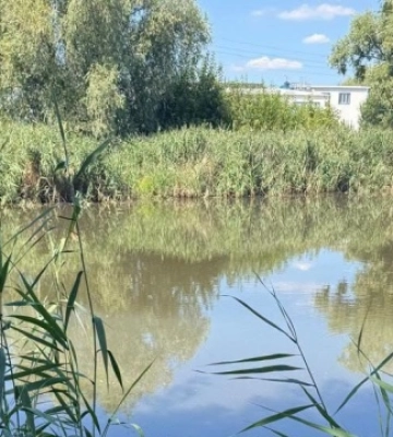 На Київщині зафіксували масову загибель риби у водоймах