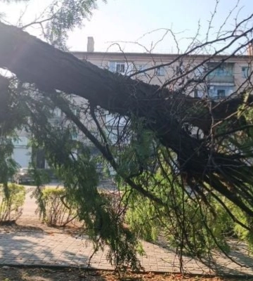 Огромное дерево рухнуло и едва не прибило пешеходов: в Мелитополе после ливня город ушел под воду 