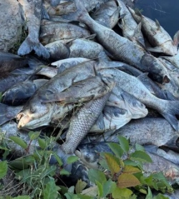 На Київщині обмежили доступ до трьох водойм, де зафіксували масовий мор риби