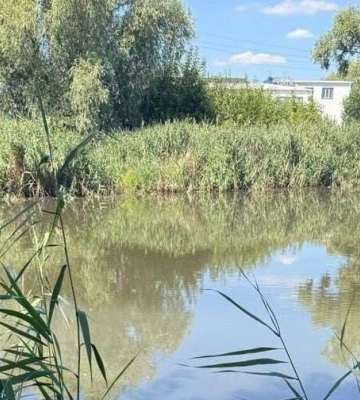 Массовый мор рыбы зафиксировали на трех водоемах под Киевом