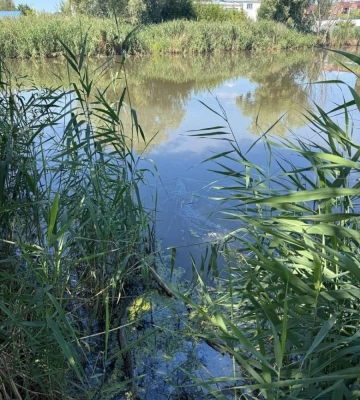 Масовий мор риби зафіксували на трьох водоймах під Києвом