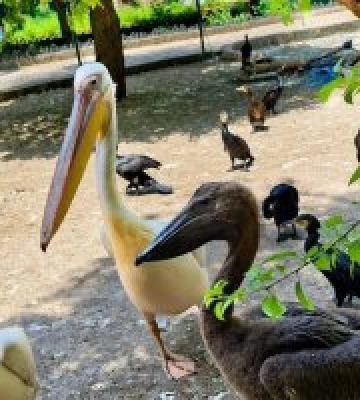 Одесити визначилися з ім’ям для малюка пелікана. Фото