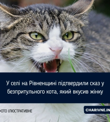 У селі на Рівненщині підтвердили сказ у безпритульного кота, який вкусив жінку