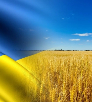 Урожай більше, експорт менше: USDA оновило прогноз для українського зерна