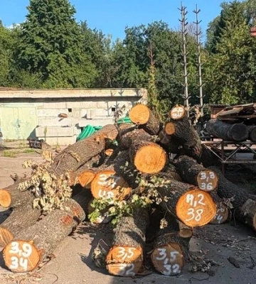 Вікові дуби стануть меблями. Допис «Київзеленбуду» про зрубані на Теремках дерева обурив киян