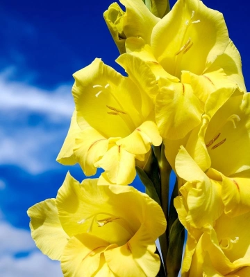 У вівторок Київ розігріє до +24°