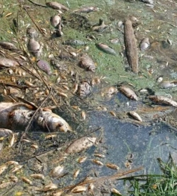 Мор риби під Києвом: фахівці з'ясовують стан води в річці Ірпінь