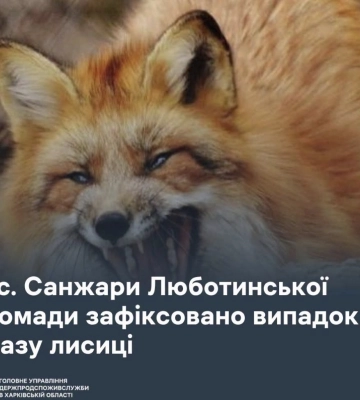 Карантин через сказ запровадили у селі на Харківщині: лисиця вкусила чоловіка