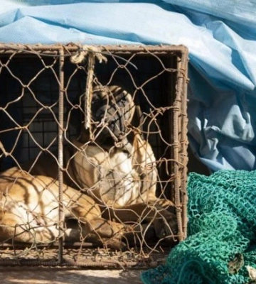 Південна Корея востаннє відзначає «бокнал» перед повною забороною вживання собачого м’яса