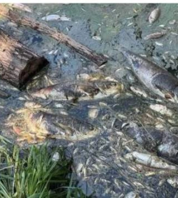 "Кип'ятіння не допоможе": на Київщині зафіксували небезпечне забруднення водойм