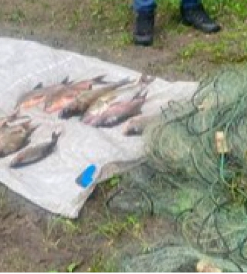 На Волині чоловік заплатить понад 100 тисячі гривень за незаконний вилов риби сіткою