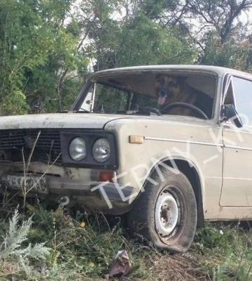 Після аварії у Кривому Розі чоловік попросив перевірити на алкоголь собаку