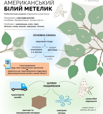 Білий метелик знищує яблуні та виноград в Одеській області
