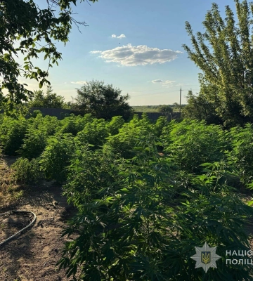 Заховав за двометровим парканом: на Одещині викрили 53-річного «аграрія» з сотнею кущів конопель