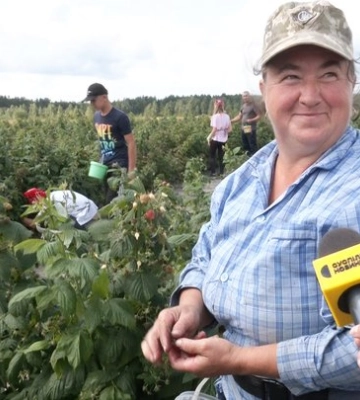 «Малина без рук не буде рости»: як родина з Волині змінила картоплю на ягідний бізнес