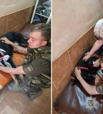 Під час ворожої атаки на Запоріжжі постраждала службова собака Фортуна