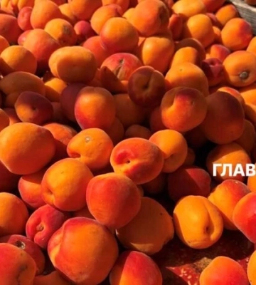 Де у Києві проходитимуть продуктові ярмарки 18-23 серпня (адреси)