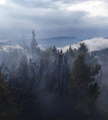 В словацькому заповіднику горить ліс: рятувальники приборкують вогонь