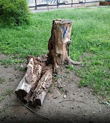 У Кривому Розі видалять 59 тополь під час оновлення тротуару — чому