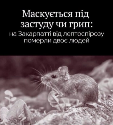 Смертельна небезпека на Закарпатті: двоє людей померли від лептоспірозу через самолікування