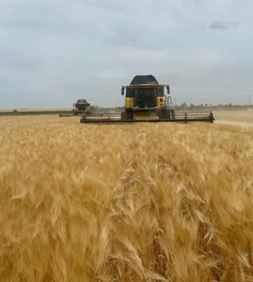 Аграрії Дніпропетровщини втрачають до 500 $/га через розрив закупівельних цін