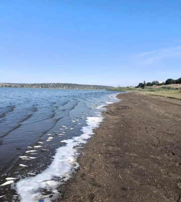 В Одеській області знову виявили масовий замор піленгаса