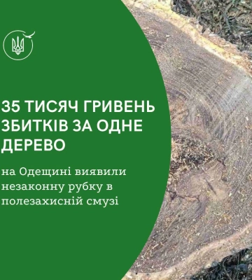 Екологи Одещини оцінили спиляне дерево у лісосмузі у 35 тисяч гривень