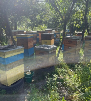 Сьогодні День пасічника: історія полтавця Сергія, який продовжує справу своєї бабусі