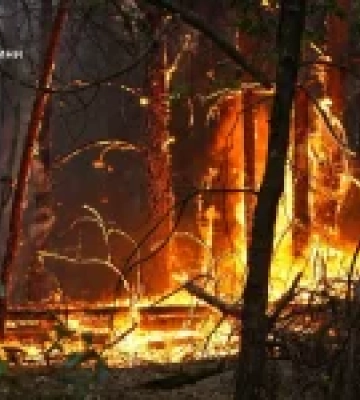 На Черкащині локалізували масштабну лісову пожежу площею 100 гектарів