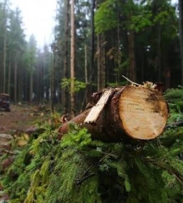 На Львівщині відшкодували понад 1,1 млн грн збитків, завданих незаконною порубкою дерев